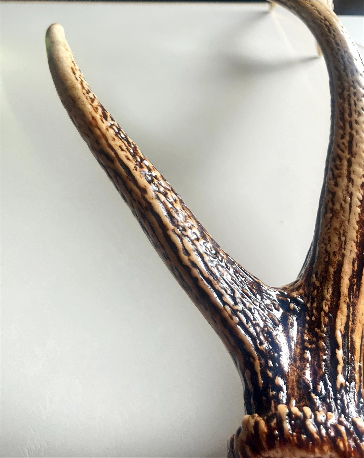 天然エゾ鹿角のウォールラック