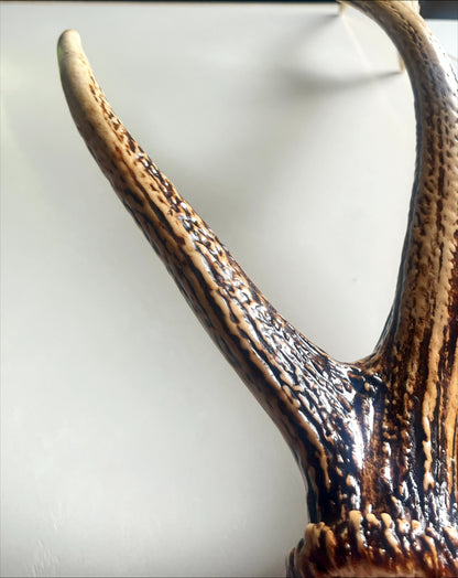 天然エゾ鹿角のウォールラック